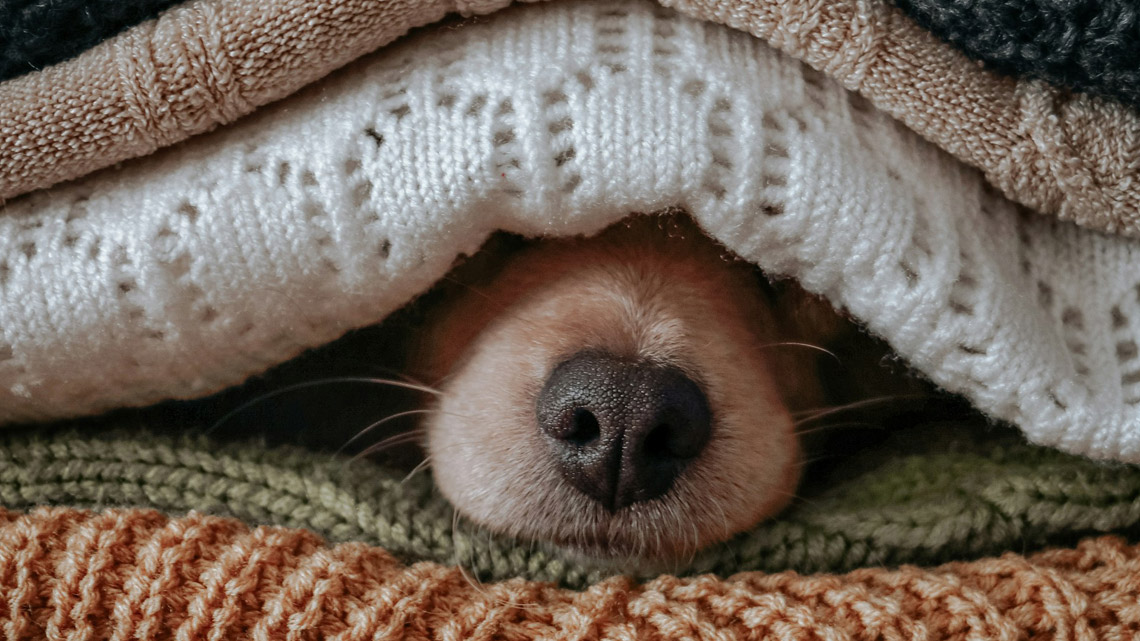 Hundeschnauze, die zwischen Decken hervorschaut. | © unsplash.com Hundeschnauze, die zwischen Decken hervorschaut. | © unsplash.com