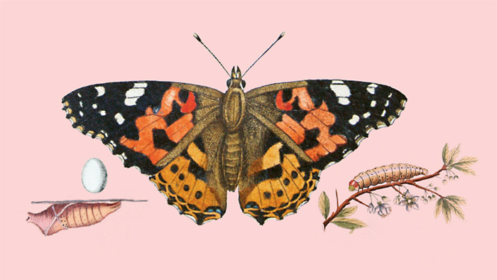 Der größte Schmetterling der Welt erreicht eine Spannweite von 30 cm
