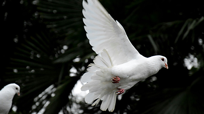 Fliegende weiße Taube.