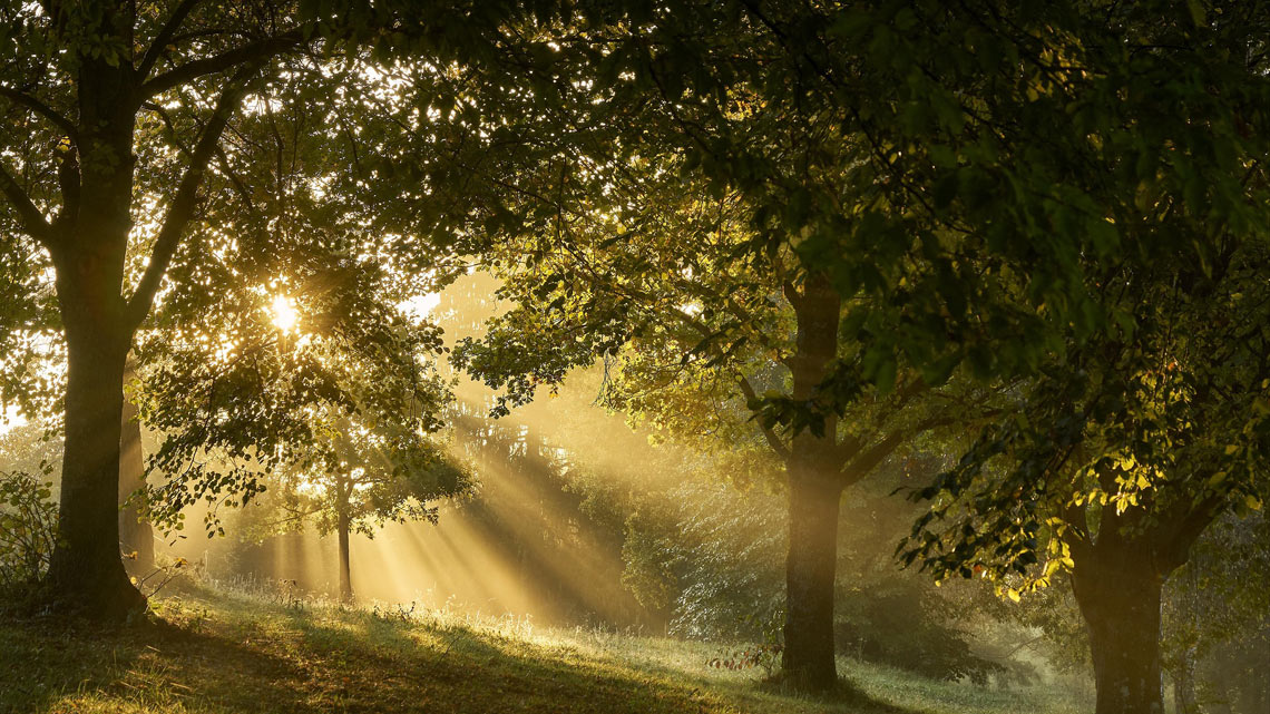 Wald, indem hinter den Bäumen, die Sonne zu sehen ist. | © pixabay.com Wald, indem hinter den Bäumen, die Sonne zu sehen ist. | © pixabay.com