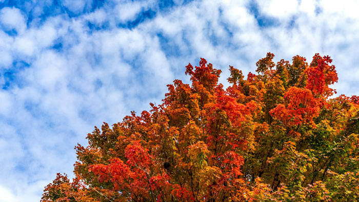 Herbstliche Baumkrone. | © Chris Robert / unsplash.com