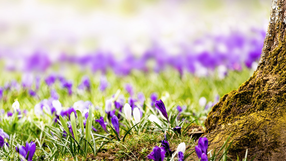 Frühlingswiese-Panorama mit Baumstamm. | © shutterstock.com Frühlingswiese-Panorama mit Baumstamm. | © shutterstock.com