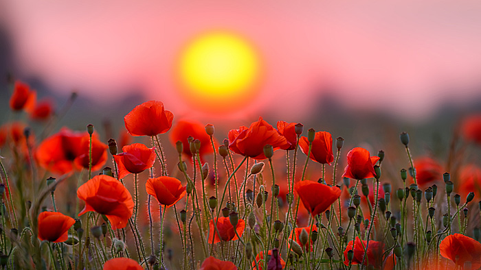 Rote Mohnblumen gegen Sonnenuntergang. | © shutterstock.com