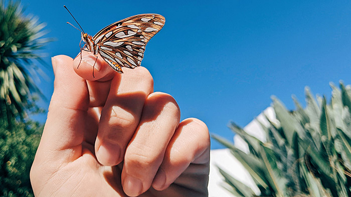 Schmetterling auf Hand. | © unsplash