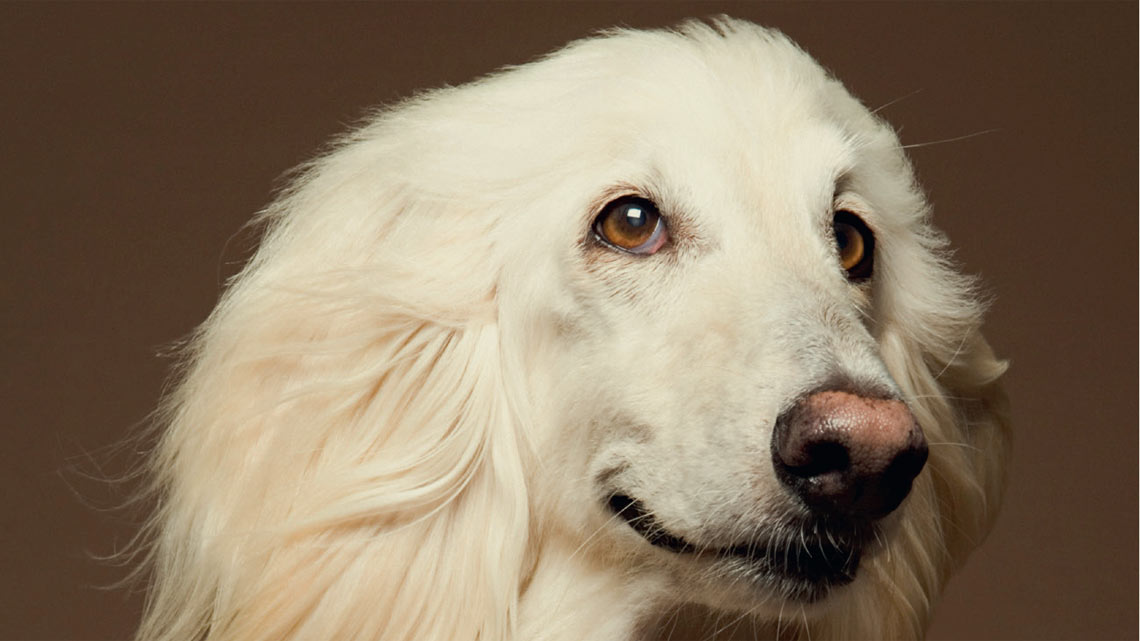 Porträt weißer Hund. | © gettyimages/Unsplash Porträt weißer Hund. | © gettyimages/Unsplash