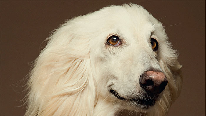 Porträt weißer Hund. | © gettyimages/Unsplash