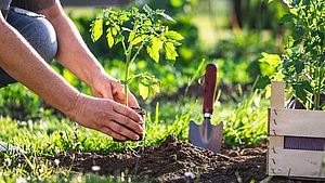Frau pflanzt Tomate in ihren Garten | © encierro, shutterstock