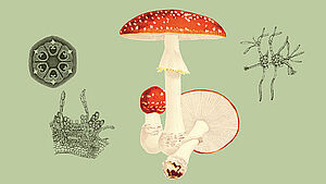 Grafische Darstellung eines Pilzes.