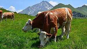 Kühe, die auf der Weide stehen und grasen. | © pixabay.com