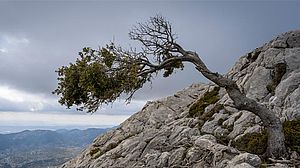 Baum, der sich auf felsigem Untergrund stabil hält | © Pedro Sanz, unsplash