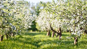 Blühende Bäume. | © JasminkaM / shutterstock.com
