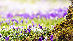 Frühlingswiese-Panorama mit Baumstamm. | © shutterstock.com