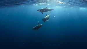 3 Delfine unterhalb der Meeresoberfläche