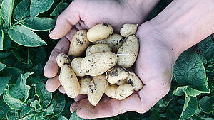 Frisch geerntete Kartoffeln in zwei Händen. | © unsplash.com