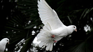 Fliegende weiße Taube.