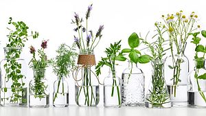 Verschiedene Flaschen mit Kräutern gefüllt, auf weißem Hintergrund. | © fotohunter, shutterstock.com