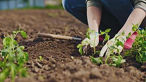 Gartenglück beim Setzen junger Tomaten | © shutterstock.com