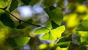 Blätter eines Gingko-Baumes. | © Raphael Wild, unsplash.com