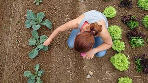 Die Kollegin beim Hacken und Jäten.