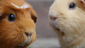 Zwei Meerschweinchen, von denen jeweils der Kopf zu sehen ist. | © Michael Mosimann, pixabay.com