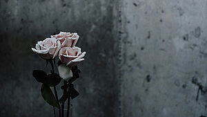 Rosen in Vase vor grauem Hintergrund.