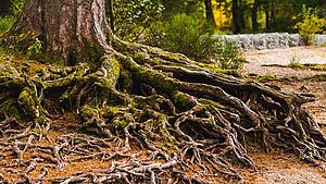 verzweigtes Wurzelwerk eines alten Baumes | © Eilis Garvey, unsplash