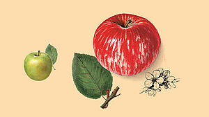 Grafische Darstellung von Äpfeln.