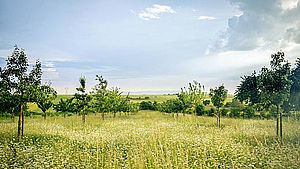  Blumenwiese, umsäumt von Bäumen. | © Flash Dantz, unsplash.com