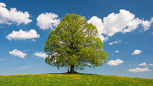 Große winterlinde auf einer Wiese | © Wolfilser / shutterstock.com