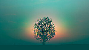 Baum in der Dämmerung. | © unsplash.com