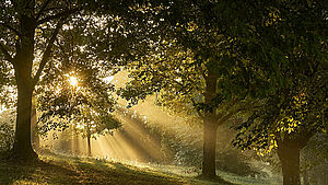 Wald, indem hinter den Bäumen, die Sonne zu sehen ist. | © pixabay.com