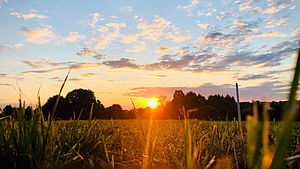 Feld mit Sonnenuntergang im Hintergrund. | © Elena Rabkina, shutterstock.com