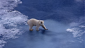 Eisbär läuft im flachen Wasser. | © Helfried Weyer