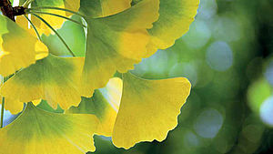 herbstlich buntes Gingkoblatt | © RelaxFoto.de / iStock