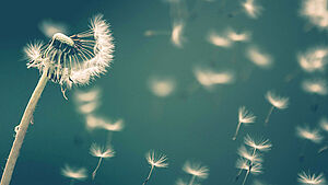 Pusteblume mit wegfliegenden Samen. | © saad chaudhry / unsplash
