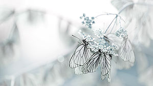 Schmetterlinge auf einer Blume im Winter. | © Anna Utkina, shutterstock.com