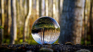 Glaskugel auf einer Rinde, in der man den Wald sieht. | © pixabay.com