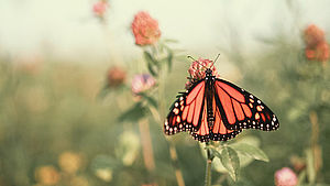 Schmitterling auf einer Blüte | © Aaron Burden / unsplash.com