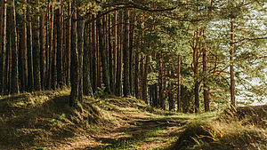 Weg im Wald im Sommer. | © Irina Iriser, shutterstock.com