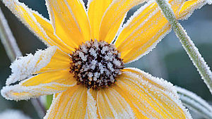 mit Frost bedeckte Blume | © Manuela Göhner