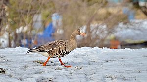 Wildgans läuft auf schneebedeckter Wiese. | ©  Bob Hilscher, Shutterstock.com
