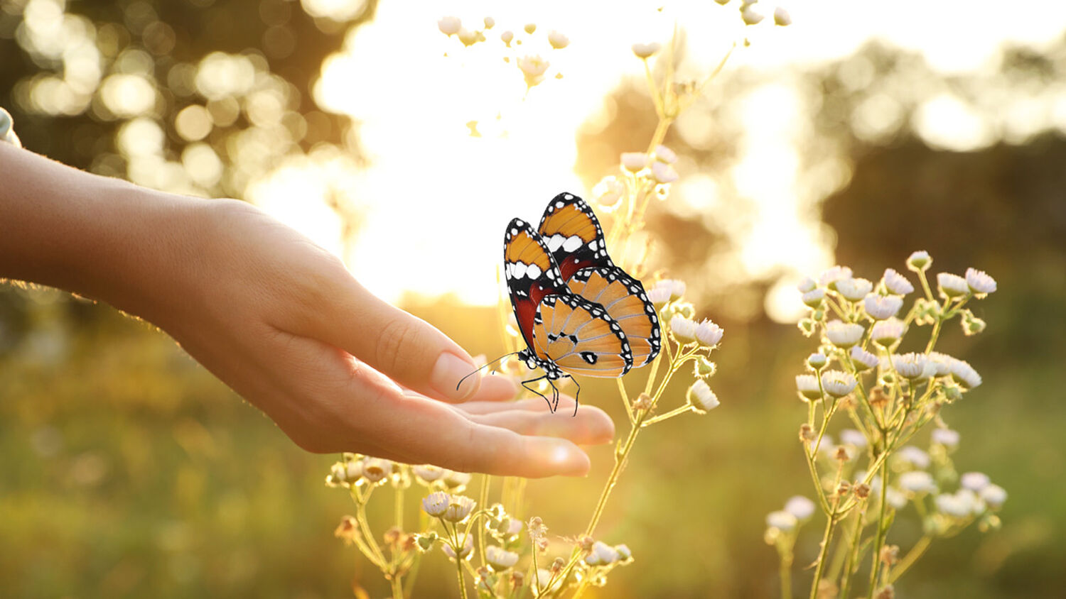 Wie ein Schmetterling auf meiner Hand ...